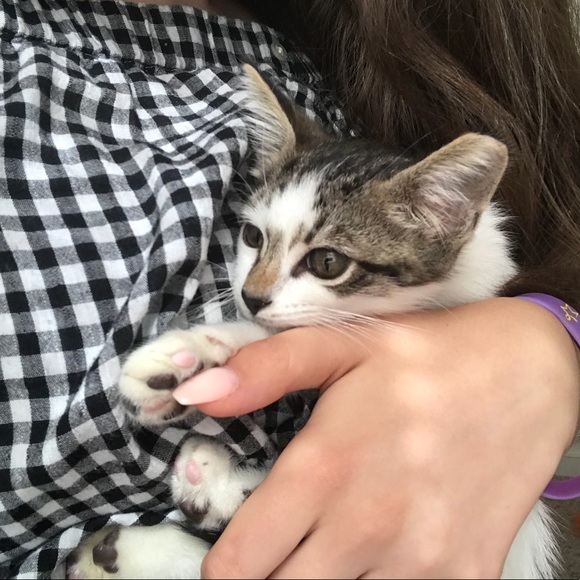 Meet your Posher, Maya - Picture 1 of 1